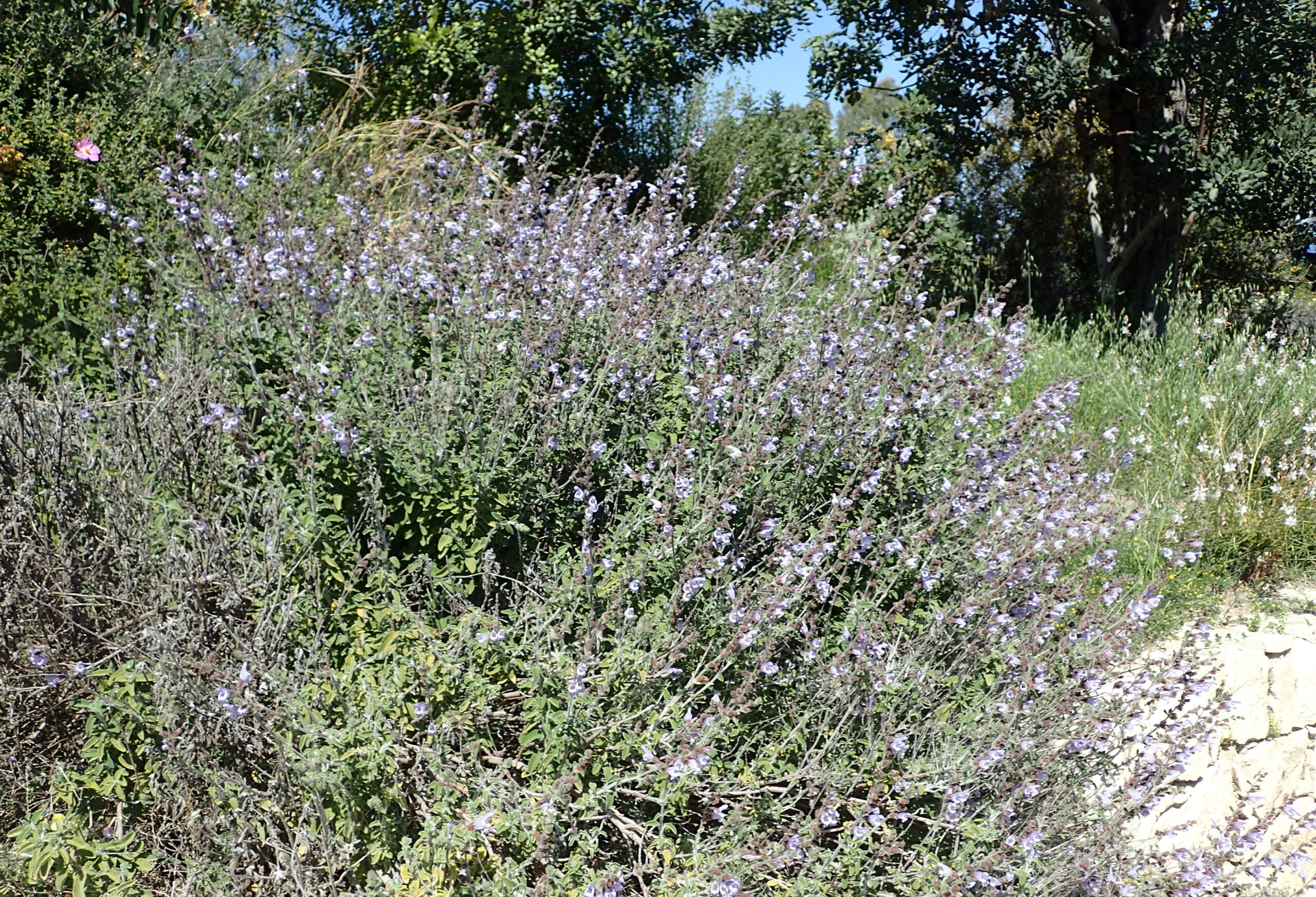 Salvia Fruticosa Câlin