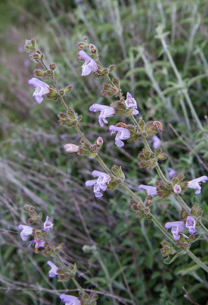 Salvia Fruticosa Câlin